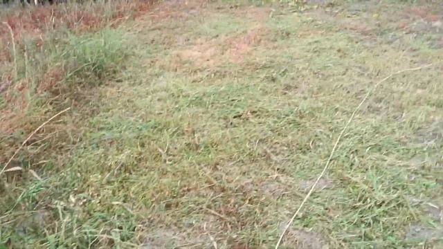 Триммер Patriot PT 420. На что он способен. смотреть онлайн