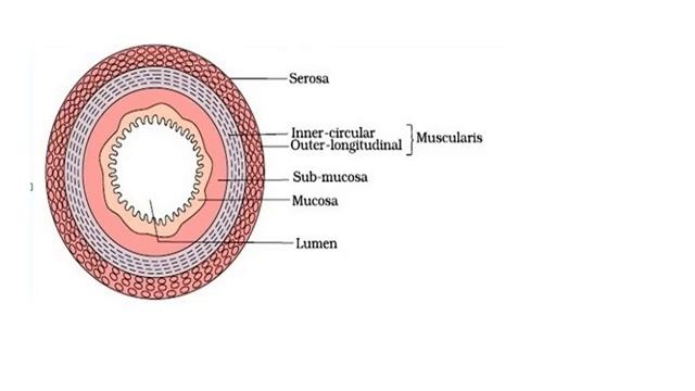 REVISION OF GIT P3 смотреть онлайн