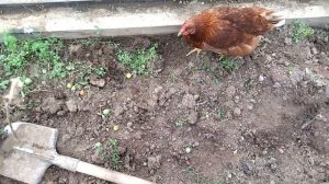 Замена грунта, почвы в теплице - это обязательно нужно делать осенью примерно 1 раз в два-три года