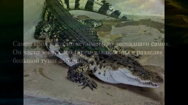 Крокодил. Подборка удивительных фактов. смотреть онлайн