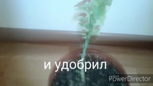 обрезка пуансеттия осенью