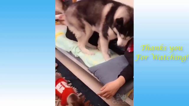Забавная И Милая Кошачья Жизнь Кошки И Хозяева - Лучшие Друзья Видео