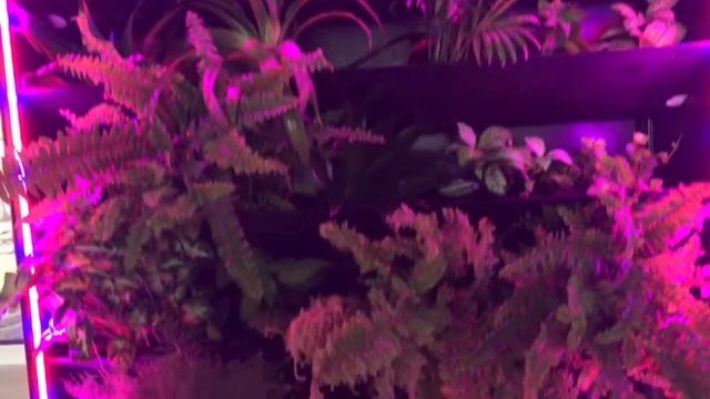 Фитостена GreenIsland из нержавейки, с автополивом и фитолампами. Вертикальное озеленение. смотреть онлайн