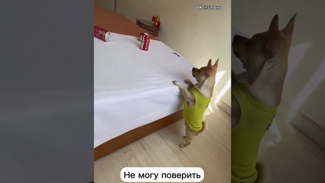 Этот пёсик меня бы точно обыграл