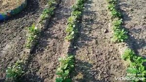 Посадка картофеля клубнями или кусочками.Сравнение