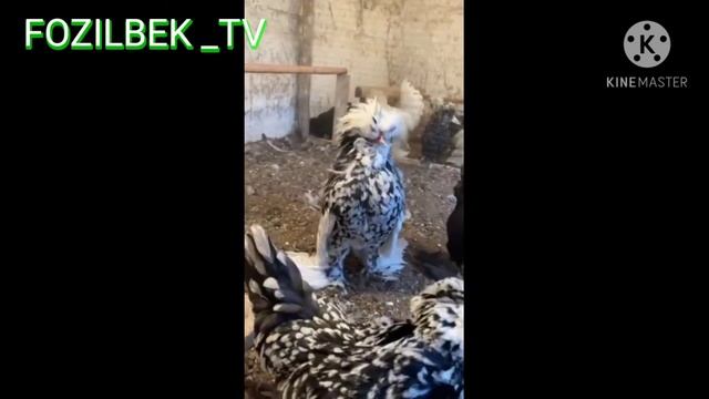 Карликовые султанки Узбекистана смотреть онлайн