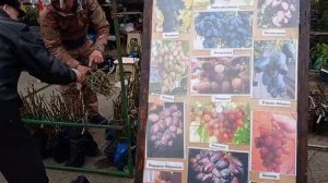 Выставка цветов в г. Краснодаре на ул. Зиповской 5.???