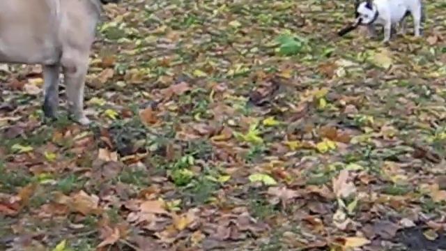 Английский мастиф English mastiff смотреть онлайн