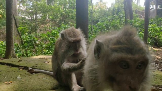 Наблюдение за обезьянами. смотреть онлайн