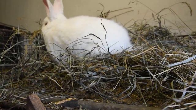 DSC 5989.mp4 смотреть онлайн