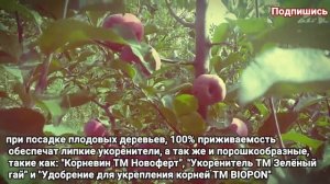 ЯБЛОНЯ REDLOVE ERA (РЕДЛАВ ЭРА)