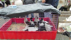 Выставка голубей п. Роза 26.08.2017 г.