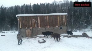 Киста у коровы.