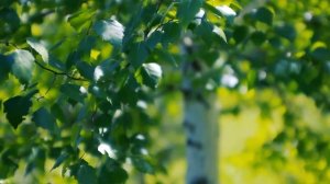 Береза молодая. Во поле Берёзка стояла | Футажи красивая природа [FullHD]