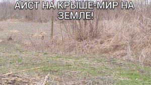 АИСТЫ СТРОЯТ ГНЕЗДО