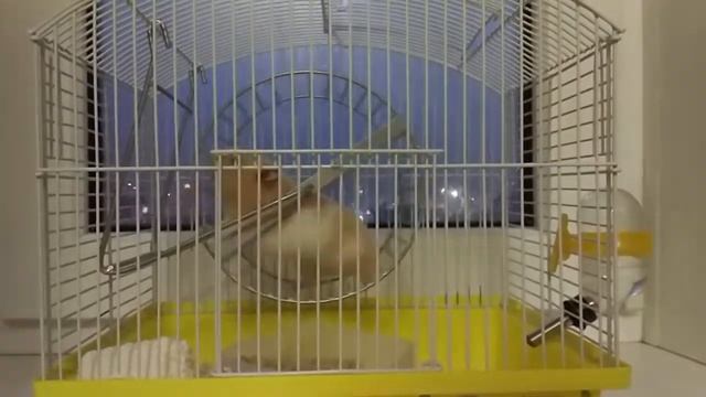 Хомяк крутит колесо по команде "Крути" смотреть онлайн