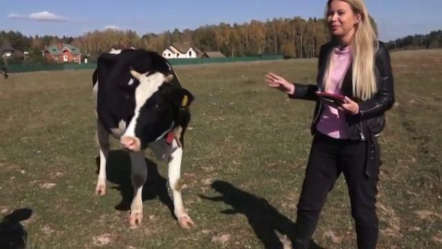 Молочная ферма в Зайцево с телеканалом 360 Подмосковье