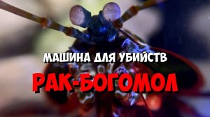 Рак-Богомол машина для убийств | Морской аквариум