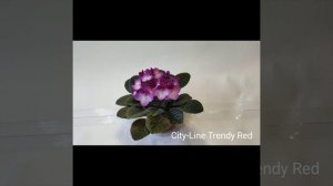 Amy Lyn, City-Line Trendy Red, Buckeye Magic Touch, Coral Fentasy.