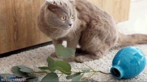 Вот и Раскрыта Тайна Необычной Кошачьей Привычки! А Вы Знаете, Почему Кошки Скидывают Вещи со Стола