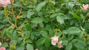 ENGLISH ROSE TOUR  ~ Peter Beale's English Rose Garden Tour