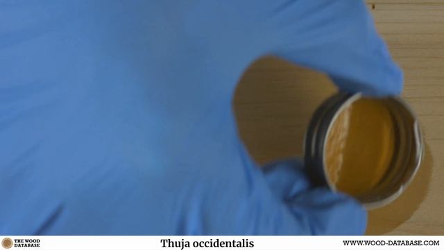 Northern white cedar (Thuja occidentalis) смотреть онлайн