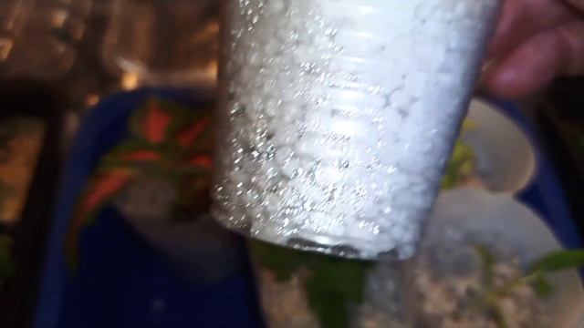 Черенкование началось,первые результаты! смотреть онлайн