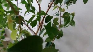 Суринамская вишня. Цветение