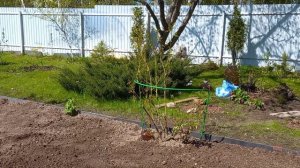 Новая высокая клумба для роз.