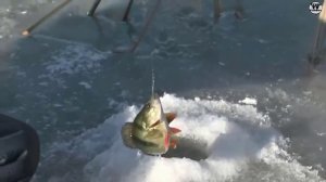 Зимняя рыбалка на окуня по первому льду на мормышку,балансир!