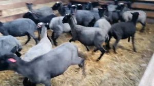 Романовские овцы - продажа