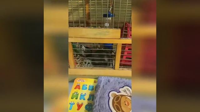 Хомяк сирийский. Мой питомец. Люблю его. Советуем его посмотреть. Ника Ника смотреть онлайн