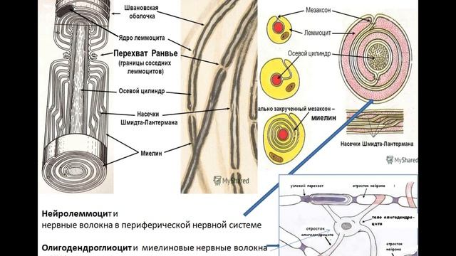 Histologiya, embriologiya və sitologiya kafedrası -НЕРВНАЯ ТКАНЬ. Лекция 7. смотреть онлайн