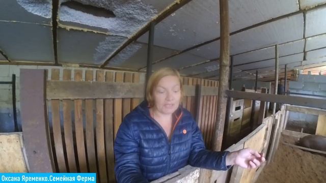 КАК ПРАВИЛЬНО кормить свиней/ Откорм