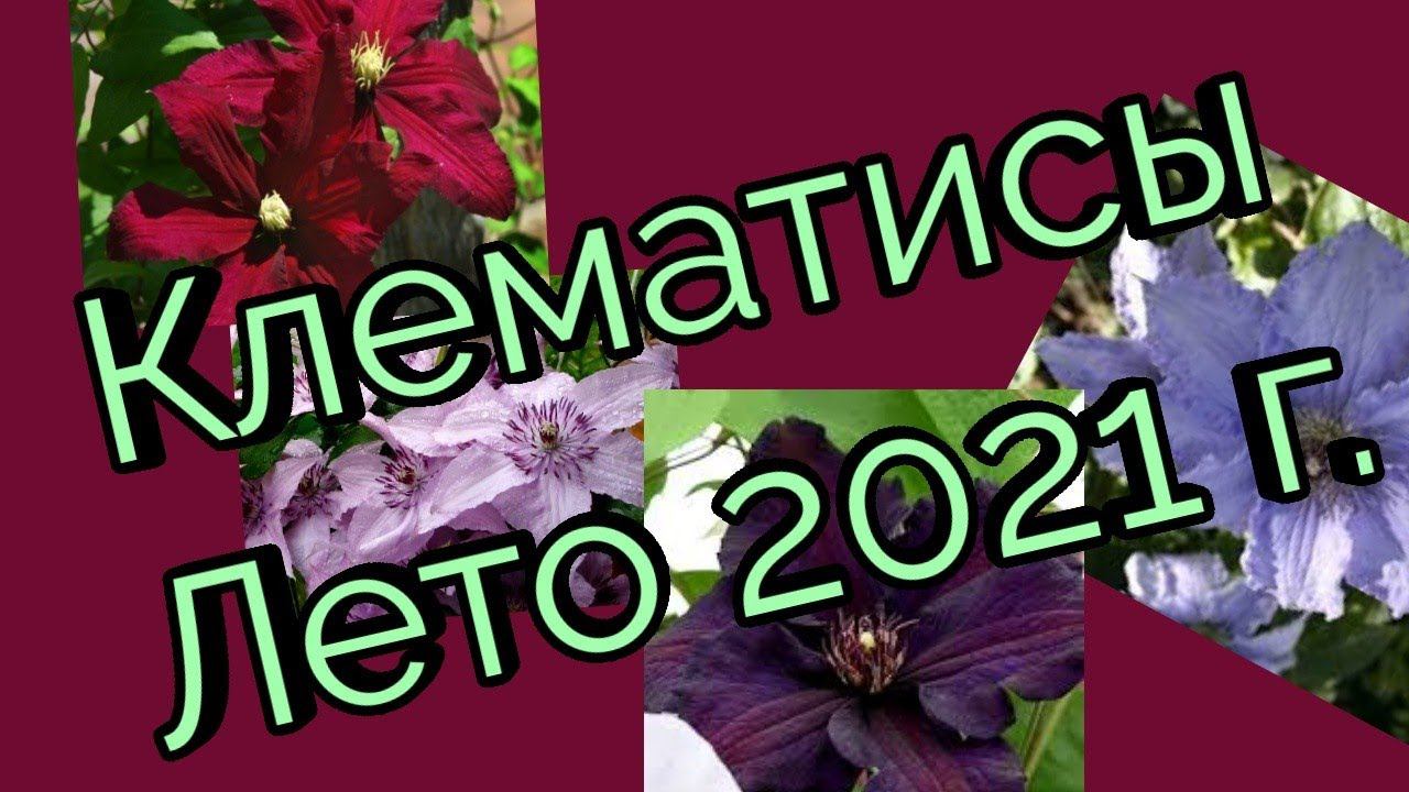 Клематисы.Моя небольшая коллекция.