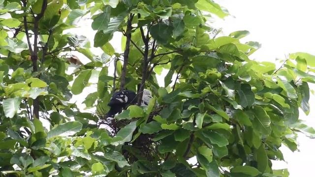Black baza nest Dad feeding смотреть онлайн