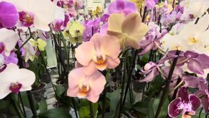 Обзор Орхидей ! Вот это удача ( Одесса садовый центр )