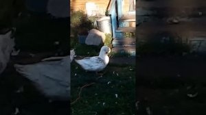 Утки муларды перед забоем, 120 дней