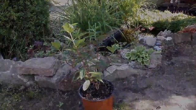 НОВИНКИ в САДУ?Роза/Гортензия/Трава-мурава?Обзор новинок 09.08.2020 года смотреть онлайн