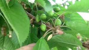 Обработка черешни,вишни, от монилиоза,коккомикоза и вишнёвой мухи.