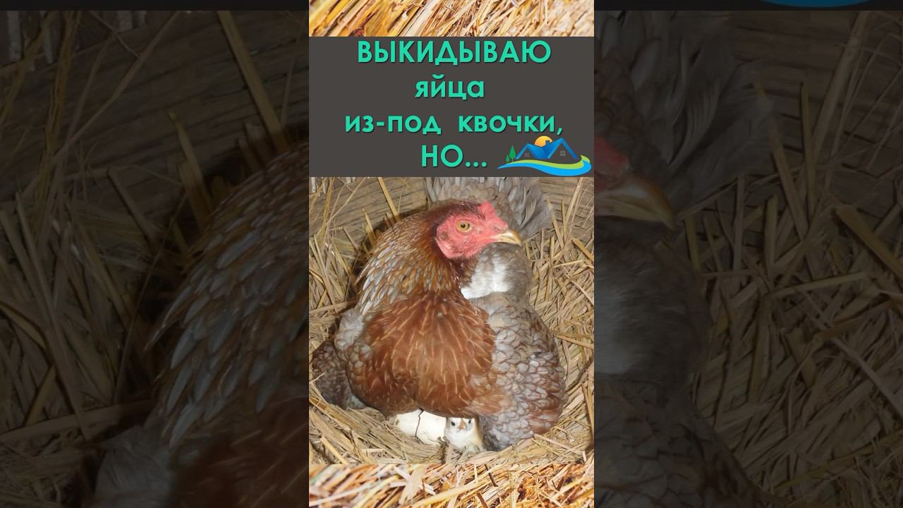 Выбрасываю яйца из-под квочки, но... #домуреки #инкубацияяиц #эксперимент #суточныецыплята