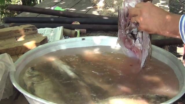 Горячее копчение рыбы,толстолобика.Коптильня собственными руками .Рыба из собственного пруда.