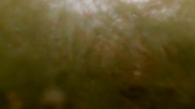 Подводная съемка рыбалки, Зима 2021 смотреть онлайн