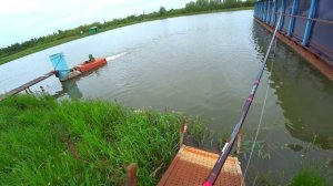 ОГРОМНЫЕ ОКУНИ НА СПИННИНГ!!! Лучшая рабочая блесна. Платная рыбалка.Торчино.