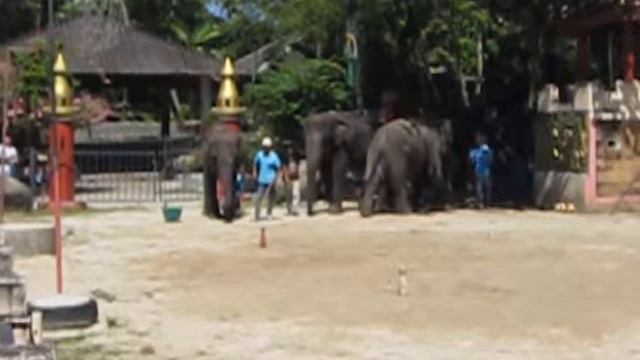 зоопарк . тайланд пхукет смотреть онлайн