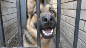 Амур ОХРАНЯЕТ. German shepherd guarding the house of the owner Кобель Немецкой овчарки 1 год.