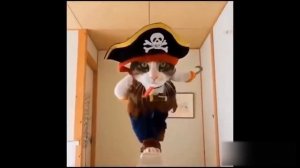 Приколы с котами - самые смешные сюжеты