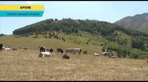 НПК Агрофармика на выставке в городе Нур-Султан