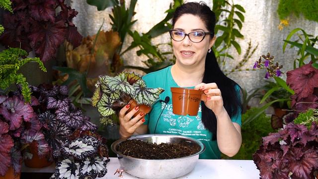 Как растут бегонии после пересылки (в посылке были месяц) смотреть онлайн