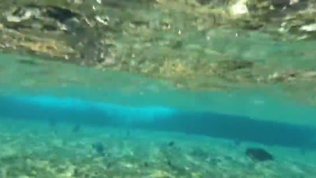 27.10.20. ЕГИПЕТ, ОБЗОР МОРСКИХ ОБИТАТЕЛЕЙ КРАСНОГО МОРЯ смотреть онлайн